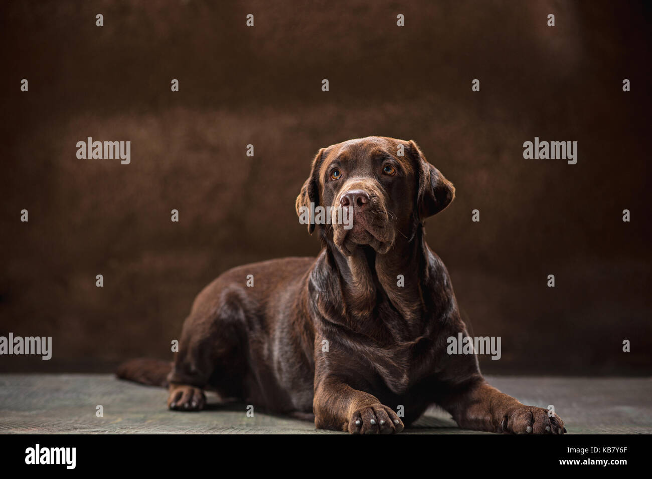 Das Porträt eines schwarzen Labrador Hund vor einem dunklen Hintergrund. Stockfoto