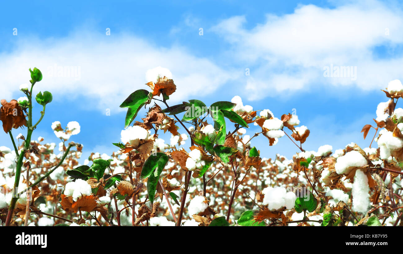 Flauschigen weißen reif Baumwolle auf blauen Himmel Hintergrund. Stockfoto