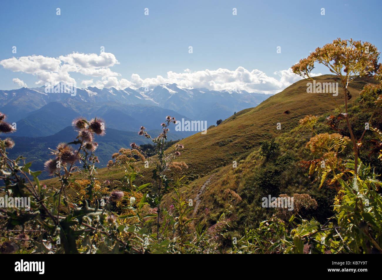 Pflanzen der kaukasischen Berge in Georgien Stockfoto