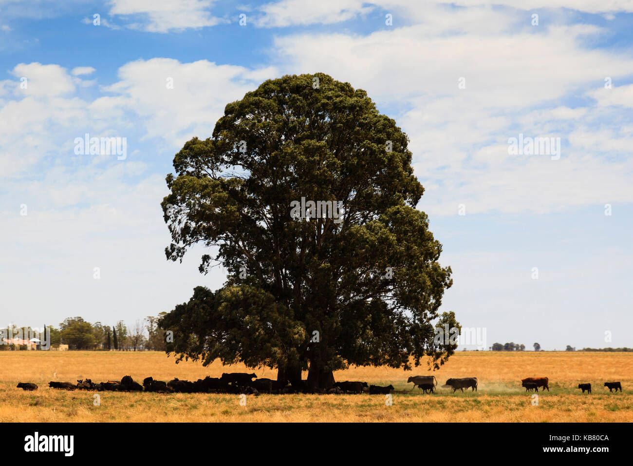 Vieh im Schatten unter einem großen Baum, Patagonien, Argentinien Stockfoto