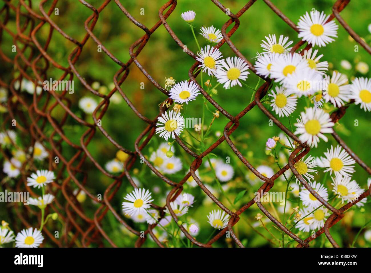 Ein Blick auf die Gänseblümchen durch ein rostiger Zaun Kettenglied. Stockfoto