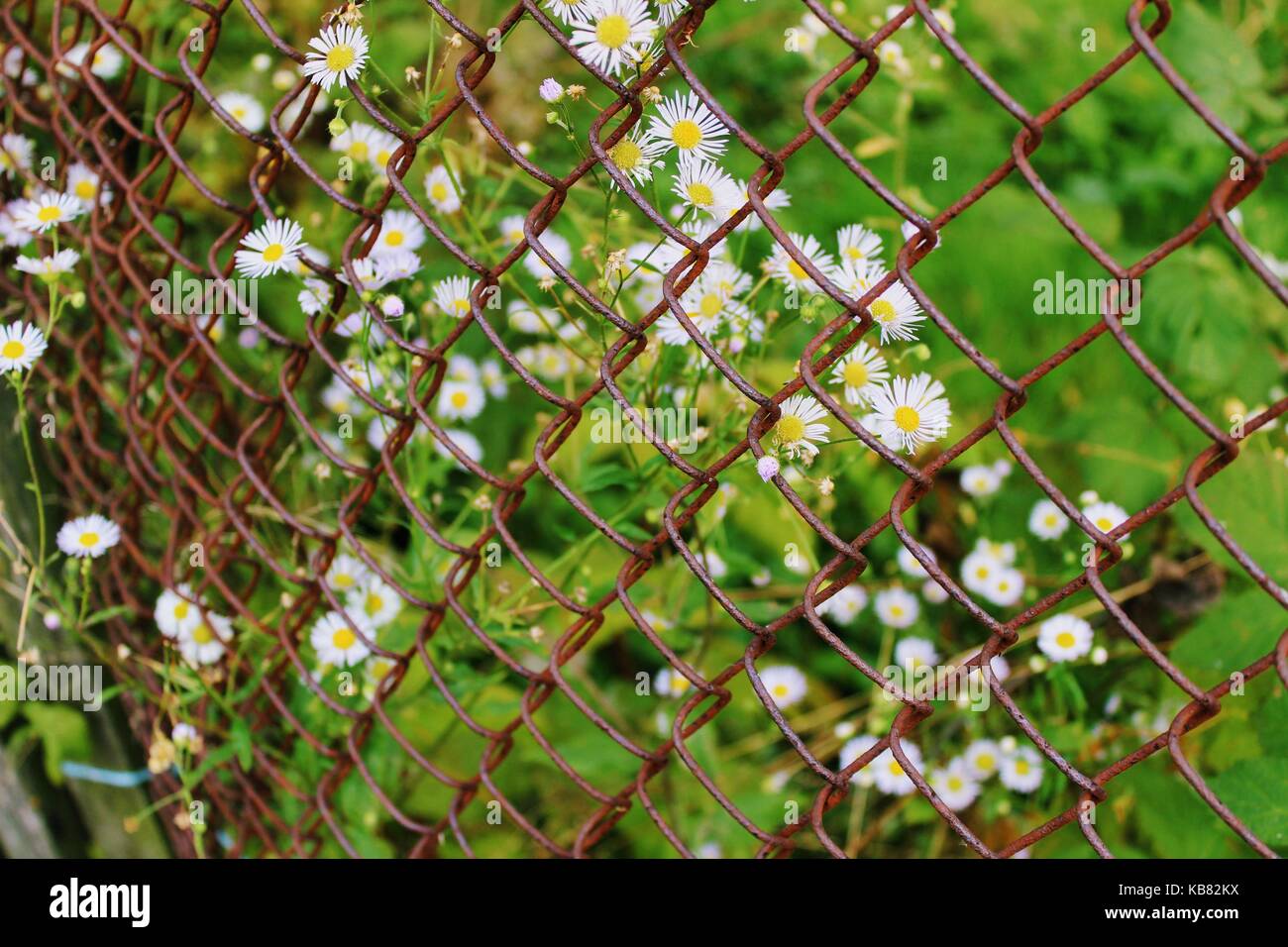 Ein Blick auf die Gänseblümchen durch ein rostiger Zaun Kettenglied. Stockfoto