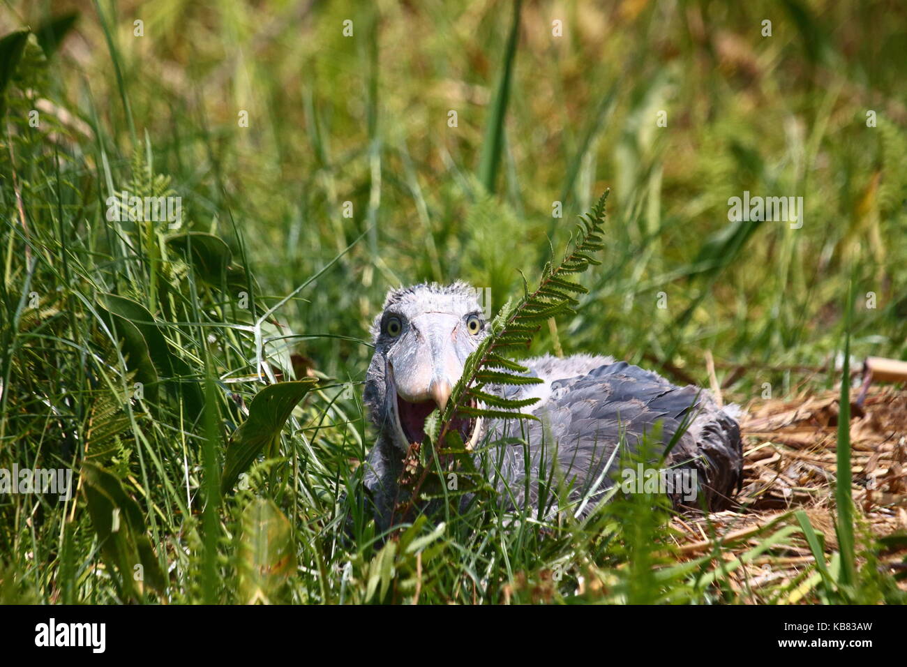 Schuhschnabel Störche, Balaeniceps Rex, in Bangweulu Swamps, nördlichen Sambia, im Südlichen Afrika Stockfoto