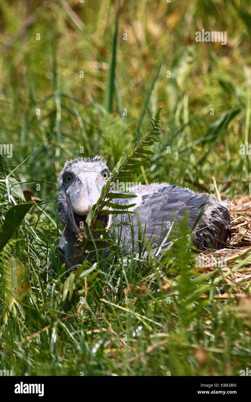 Schuhschnabel Störche, Balaeniceps Rex, in Bangweulu Swamps, nördlichen Sambia, im Südlichen Afrika Stockfoto