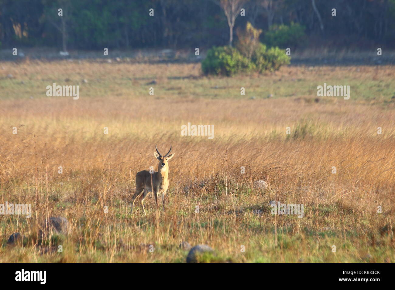 Südliche Riedböcke, Redunca arundinum, Sambia, Afrika Stockfoto