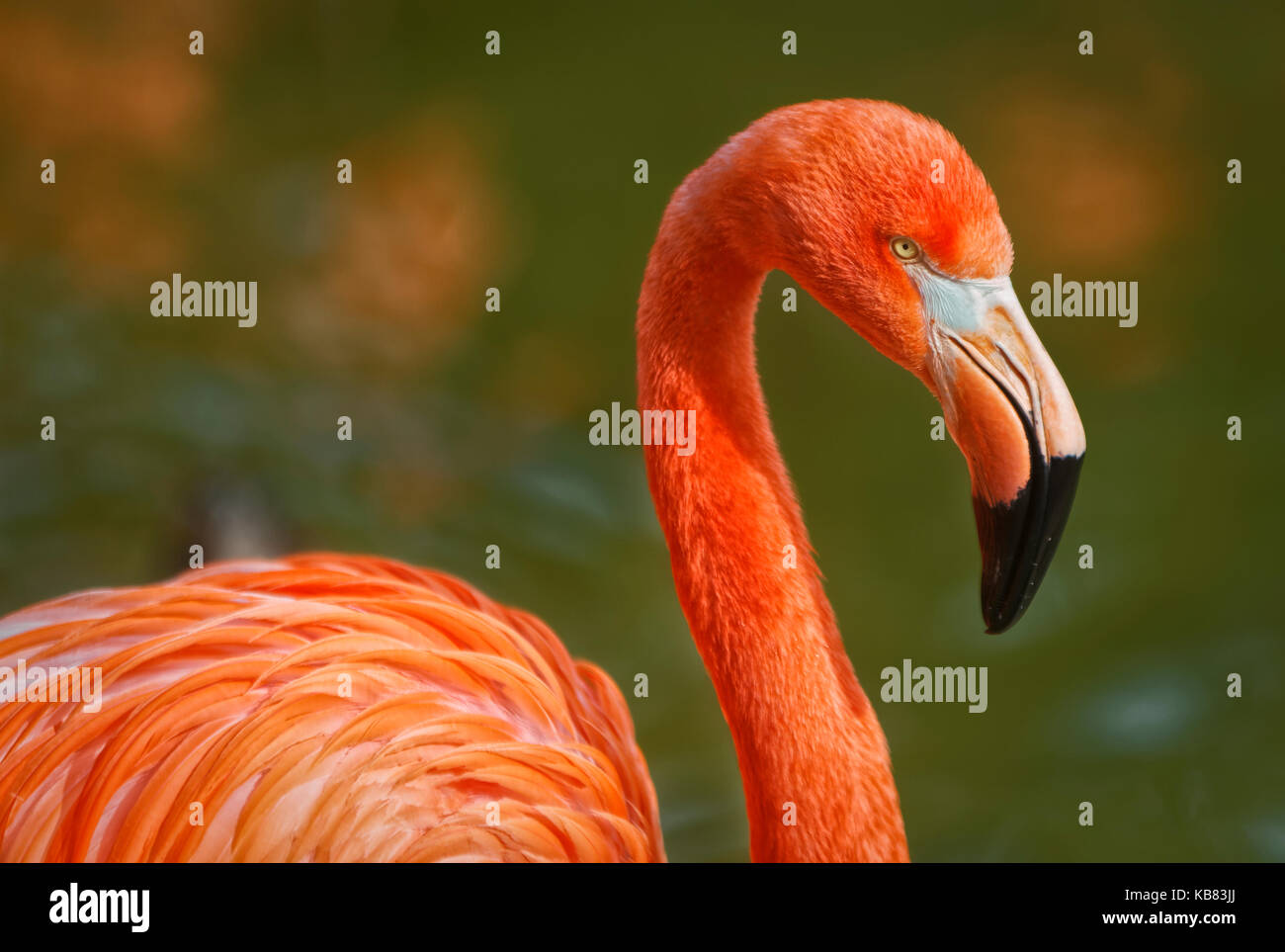 Flamingo portrait anzeigen Schnabel Kopf-, Hals und ein Teil des Körpers mit unscharfen Hintergrund Stockfoto
