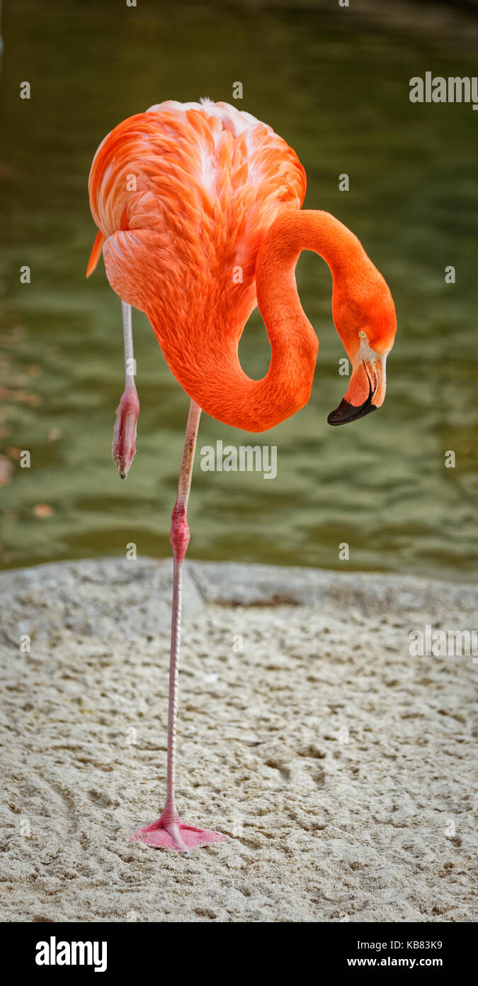 Flamingo-Porträt, das den ganzen Vogel auf einem Bein mit verschwommenem Hintergrund zeigt Stockfoto