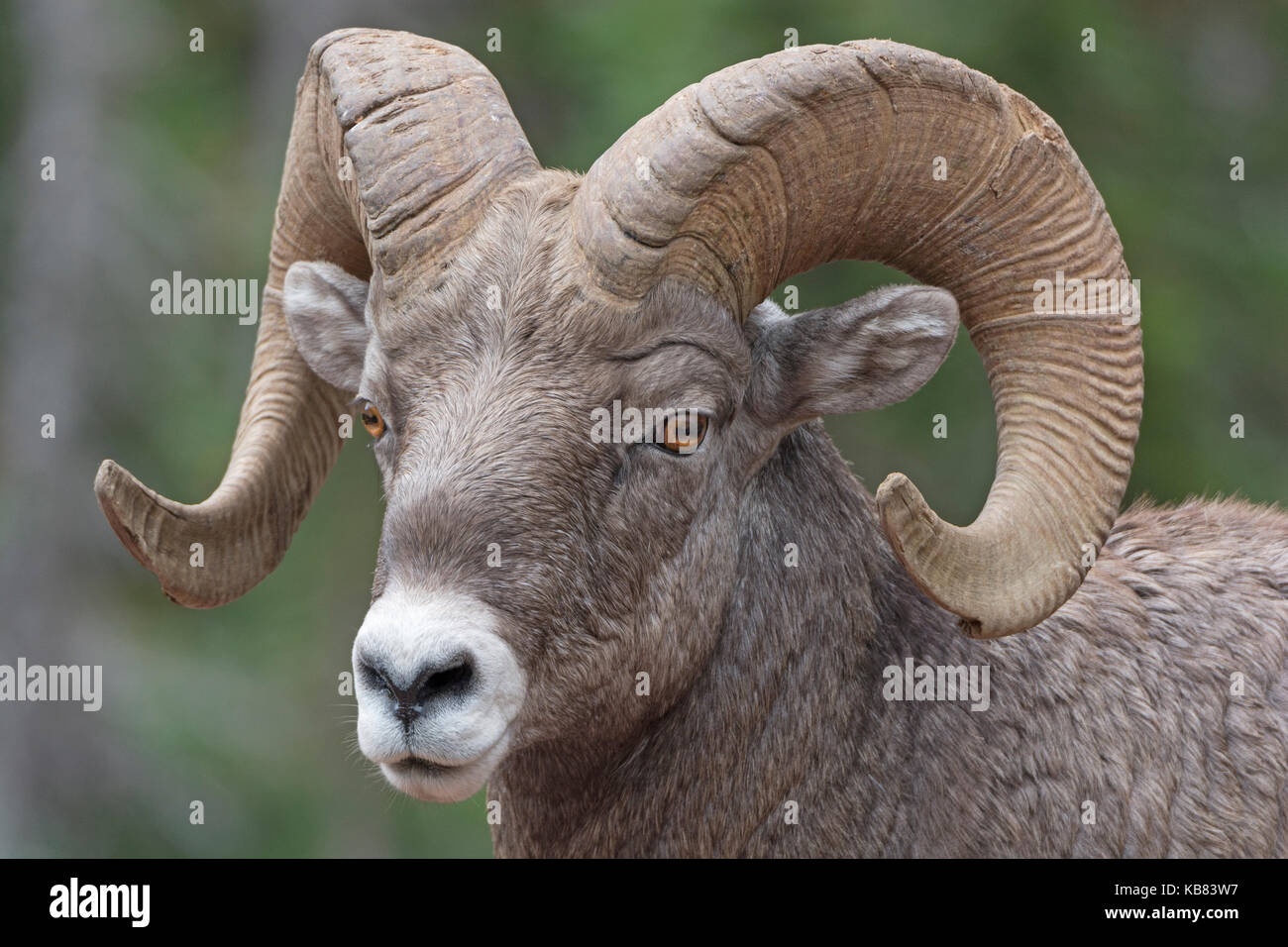 Nahaufnahme einer Big Horn Schafe im Glacier National Park in Montana Stockfoto