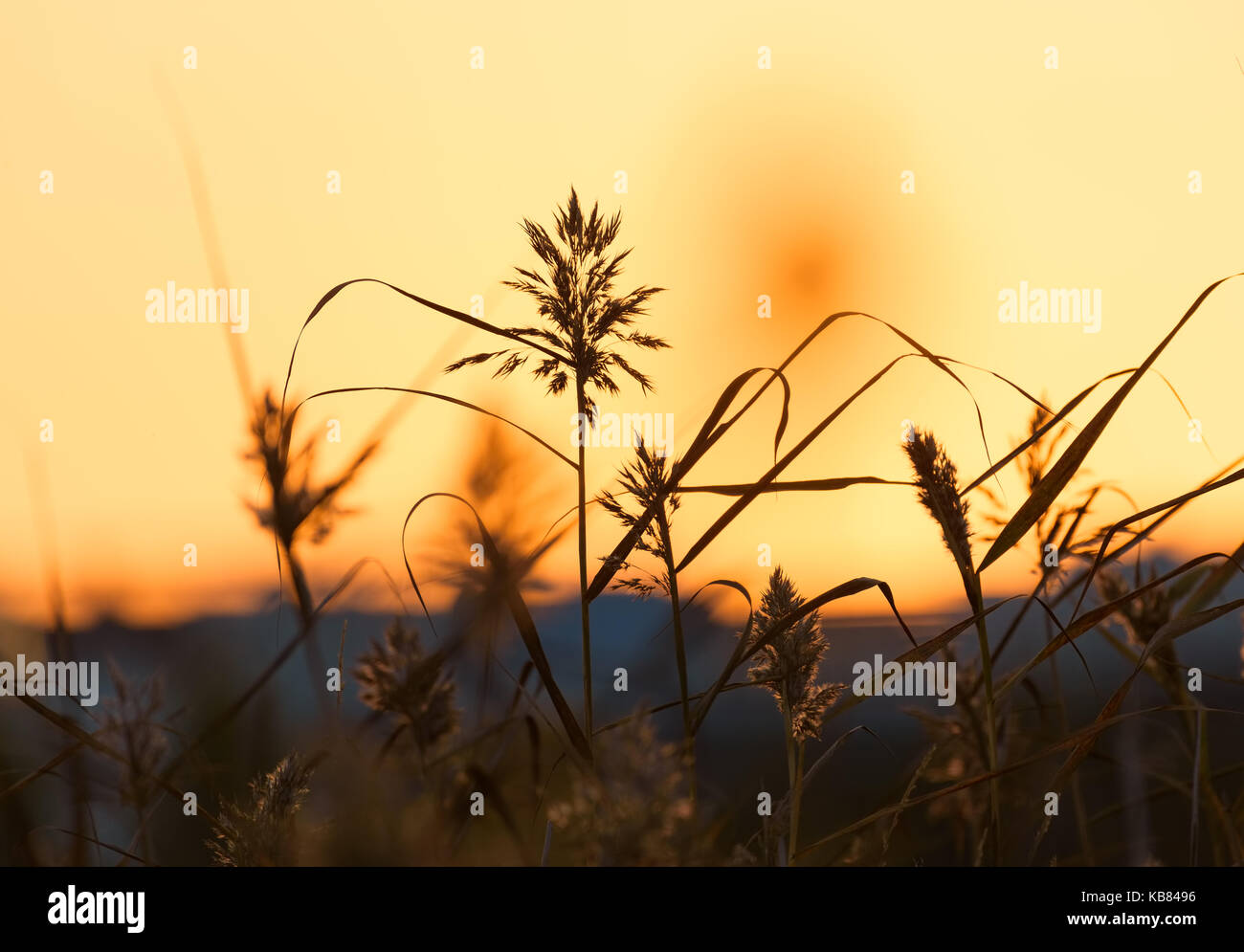 Schilf bei Sonnenuntergang Licht in Lammasaari Bereich in Helsinki, Finnland. Stockfoto