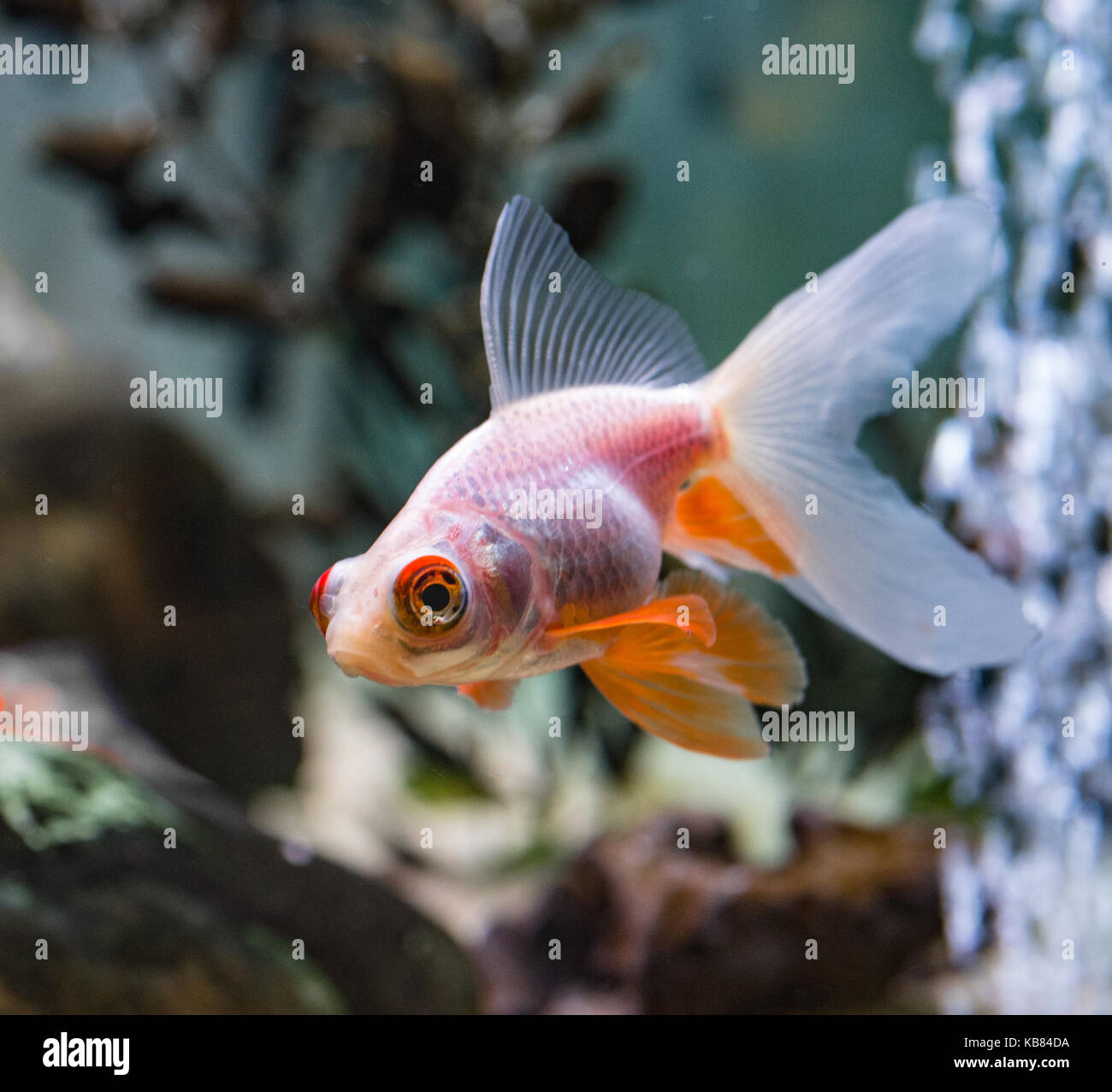 Fancy Goldfish, weißes Moor Weiblich Stockfoto