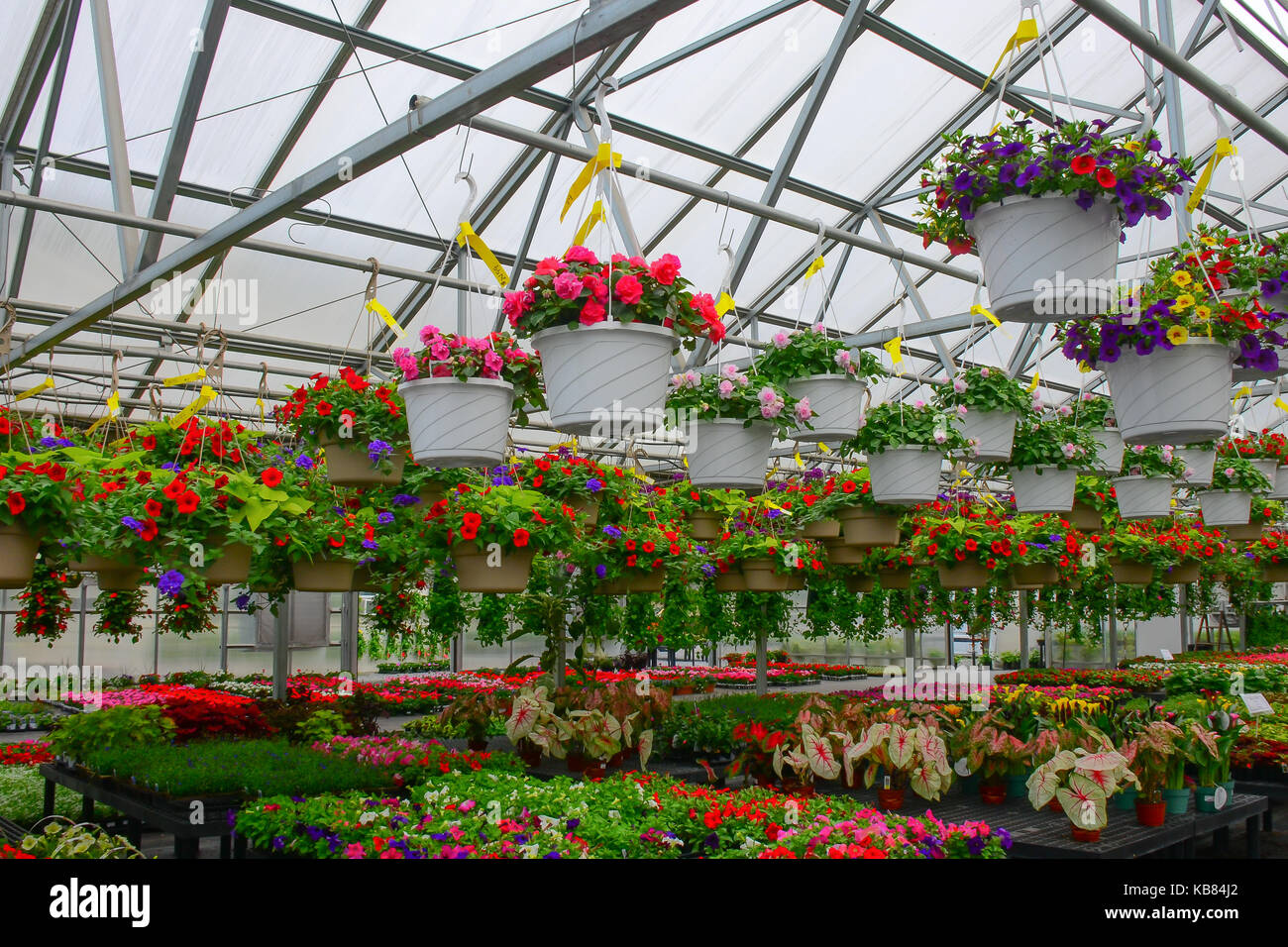 Hängende Körbe und Wohnungen der jährlichen Blumen für den Verkauf im Einzelhandel Gewächshaus. Stockfoto