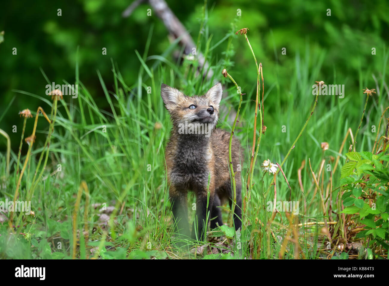 Nasse neugierig Red Fox (Vulpes vulpes) zu Blütenstiele Stockfoto