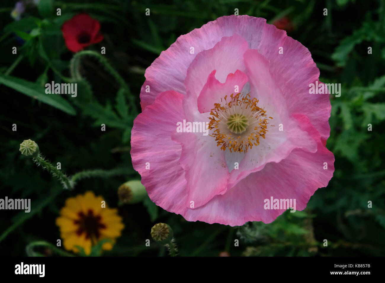 Nahaufnahme von einer Vielzahl von wilden Blumen, an einem sonnigen Tag im Sommer genommen, Eastcote, Großbritannien Stockfoto