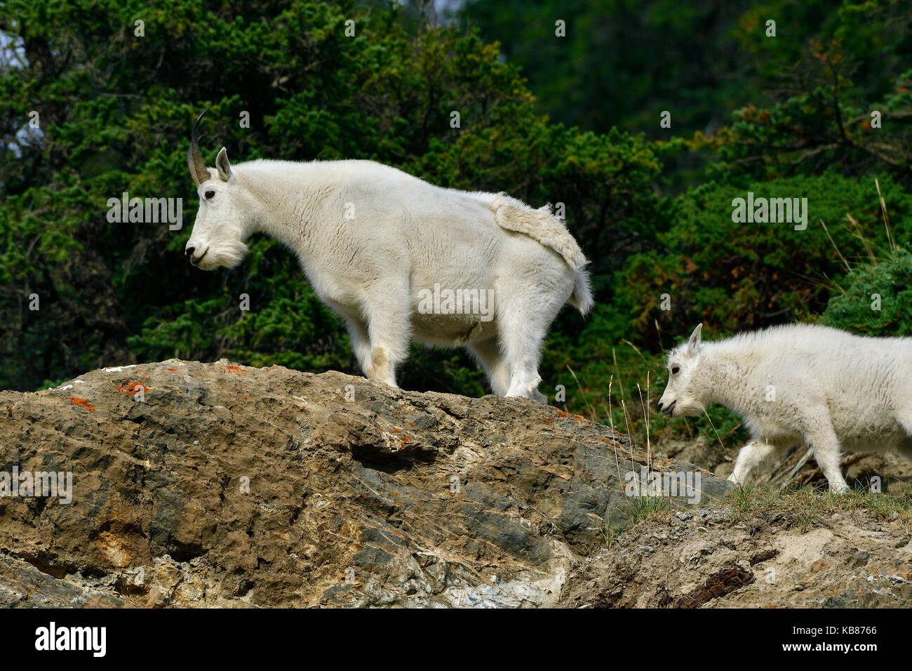 Eine Mutter und Baby Bergziegen, Oreamnos americanus, auf einem Felsvorsprung in Jasper National Park, Alberta, Kanada. Stockfoto