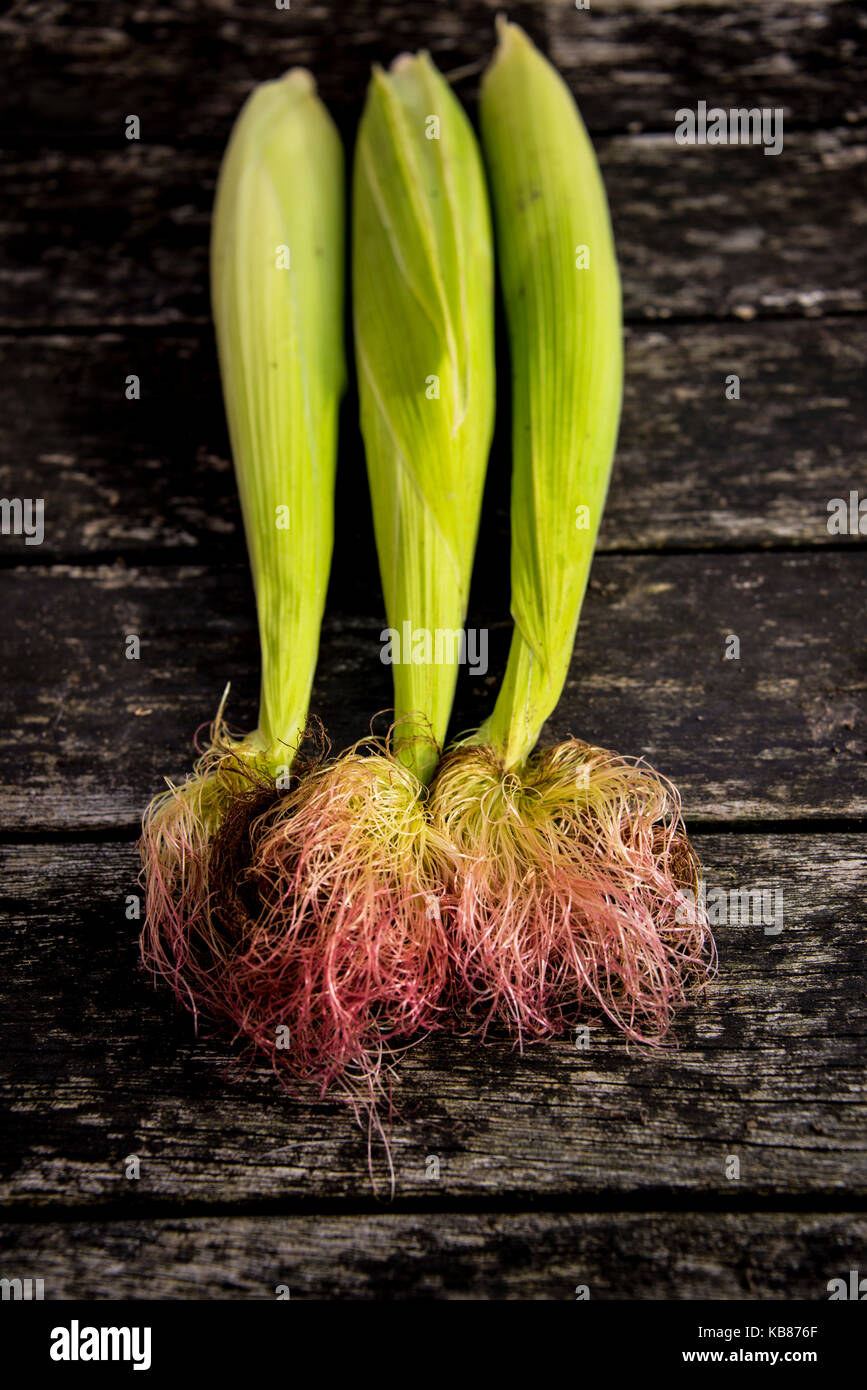 Mais frisch gepflückt, Oxford, Großbritannien Stockfoto