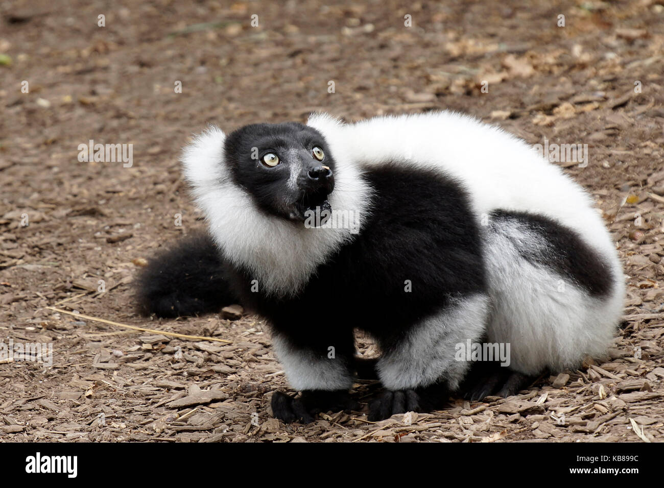 Erschrocken schwarz und weiß Lemur vari auf dem Boden Stockfoto