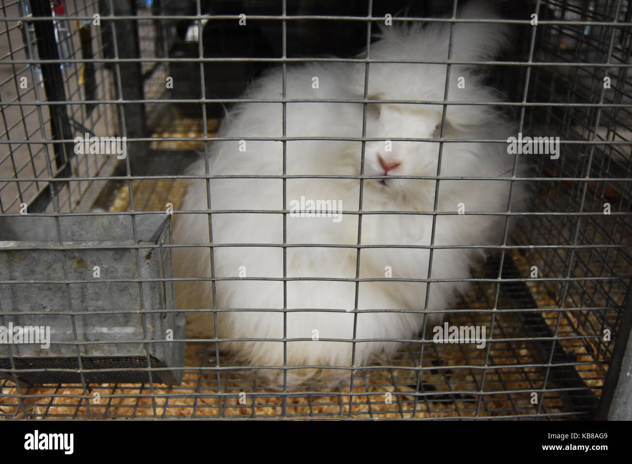 Fuzzy White Rabbit Peers aus Käfig Stockfoto