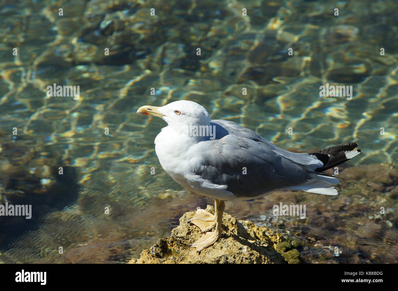 Yellow-legged Gull (Larus michahellis) steht auf einem Felsen im Mittelmeer Stockfoto