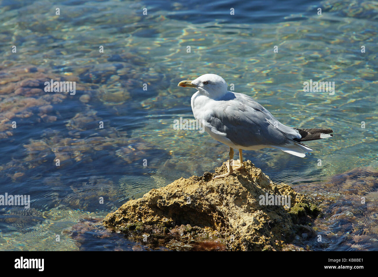 Yellow-legged Gull (Larus michahellis) steht auf einem Felsen im Mittelmeer Stockfoto