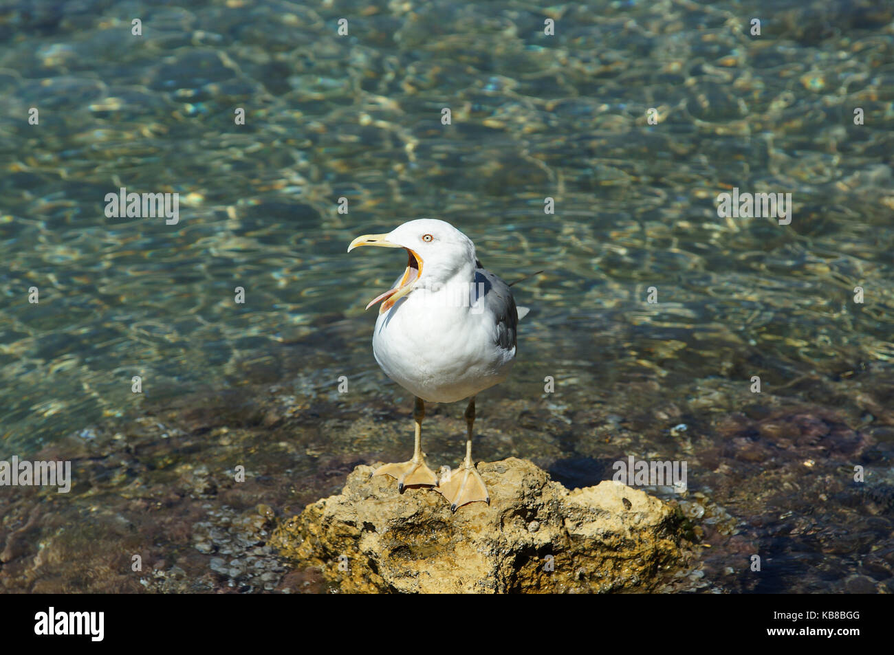 Yellow-legged Gull (Larus michahellis) Gesang auf einem Felsen im Mittelmeer Stockfoto