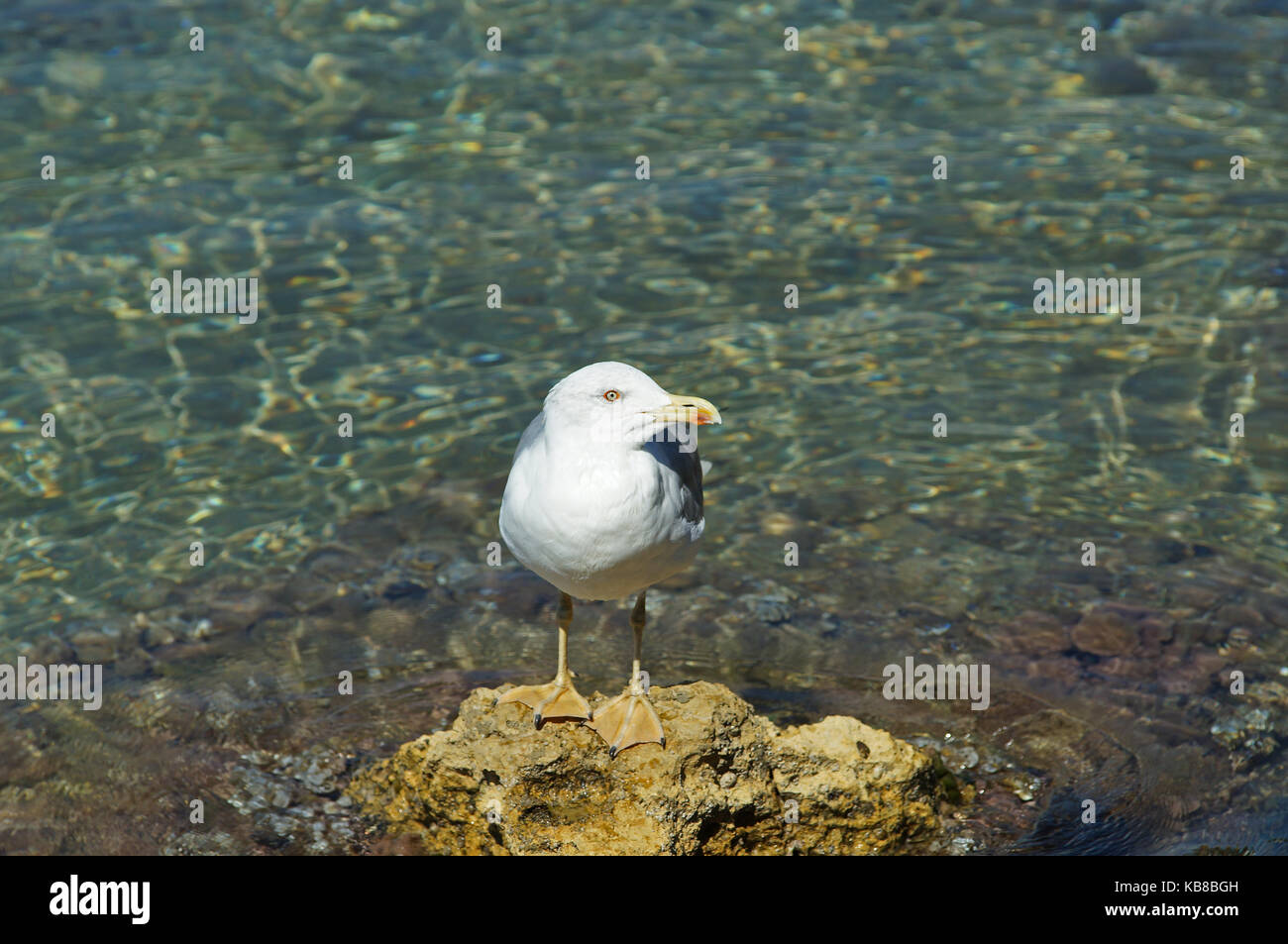 Yellow-legged Gull (Larus michahellis) steht auf einem Felsen im Mittelmeer Stockfoto
