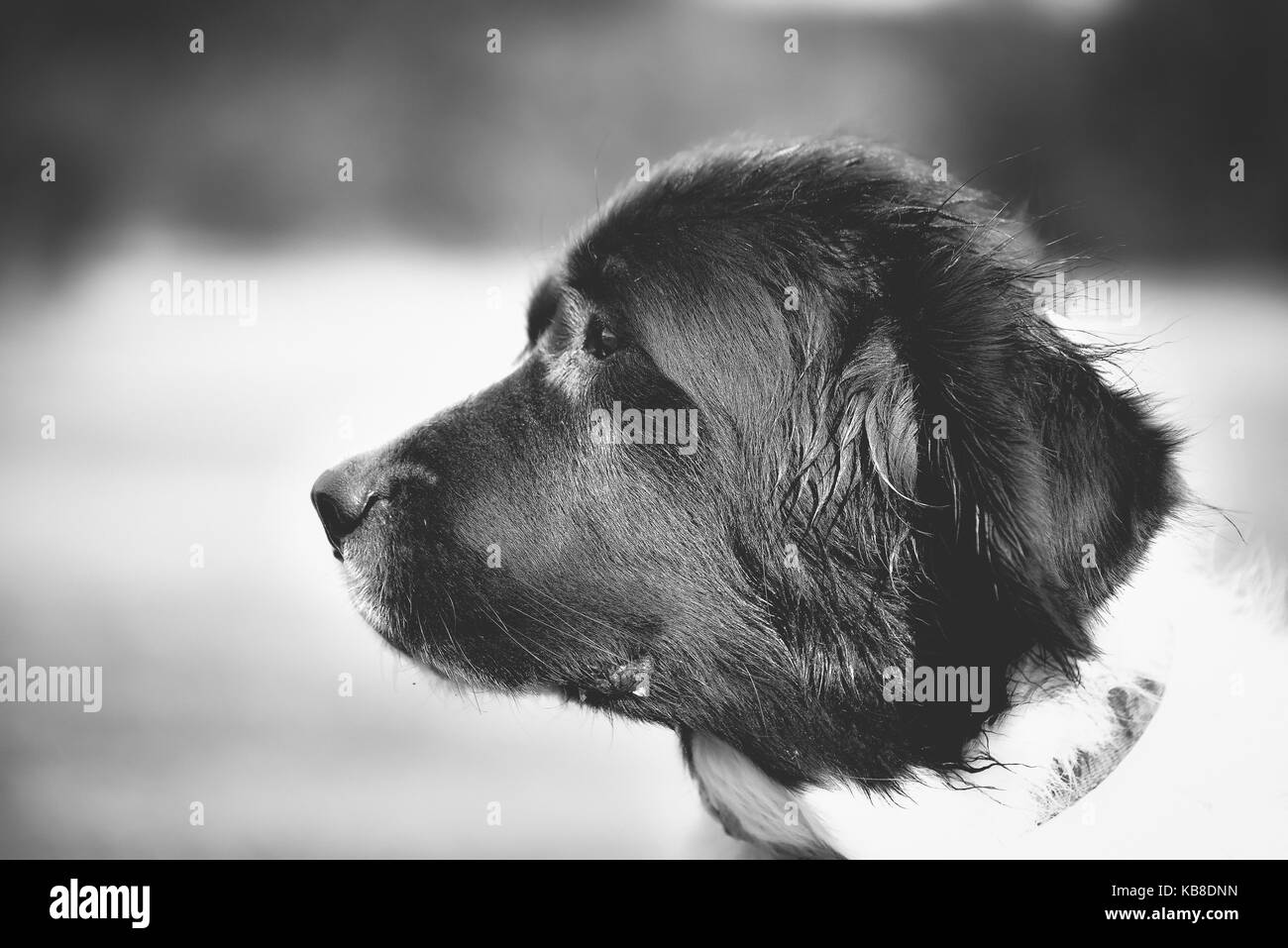 black river hund