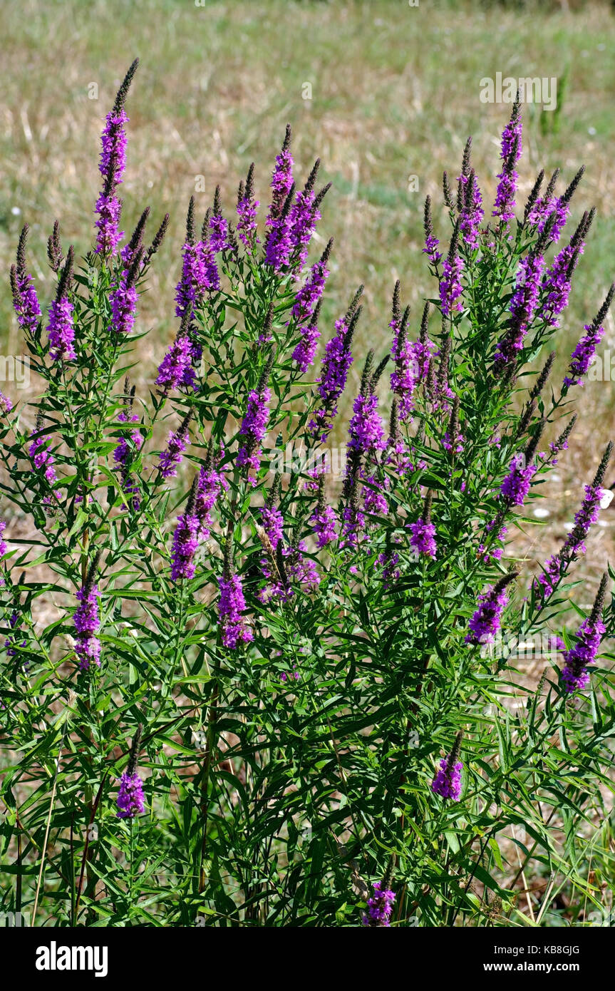 Dies ist die wildflower Lythrum salicaria, die Lila Loosetrife, von der Familie Lythraceae Stockfoto