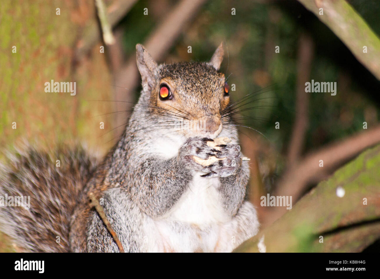 Nahaufnahme eines Wilden graue Eichhörnchen Essen einer Mutter Stockfoto