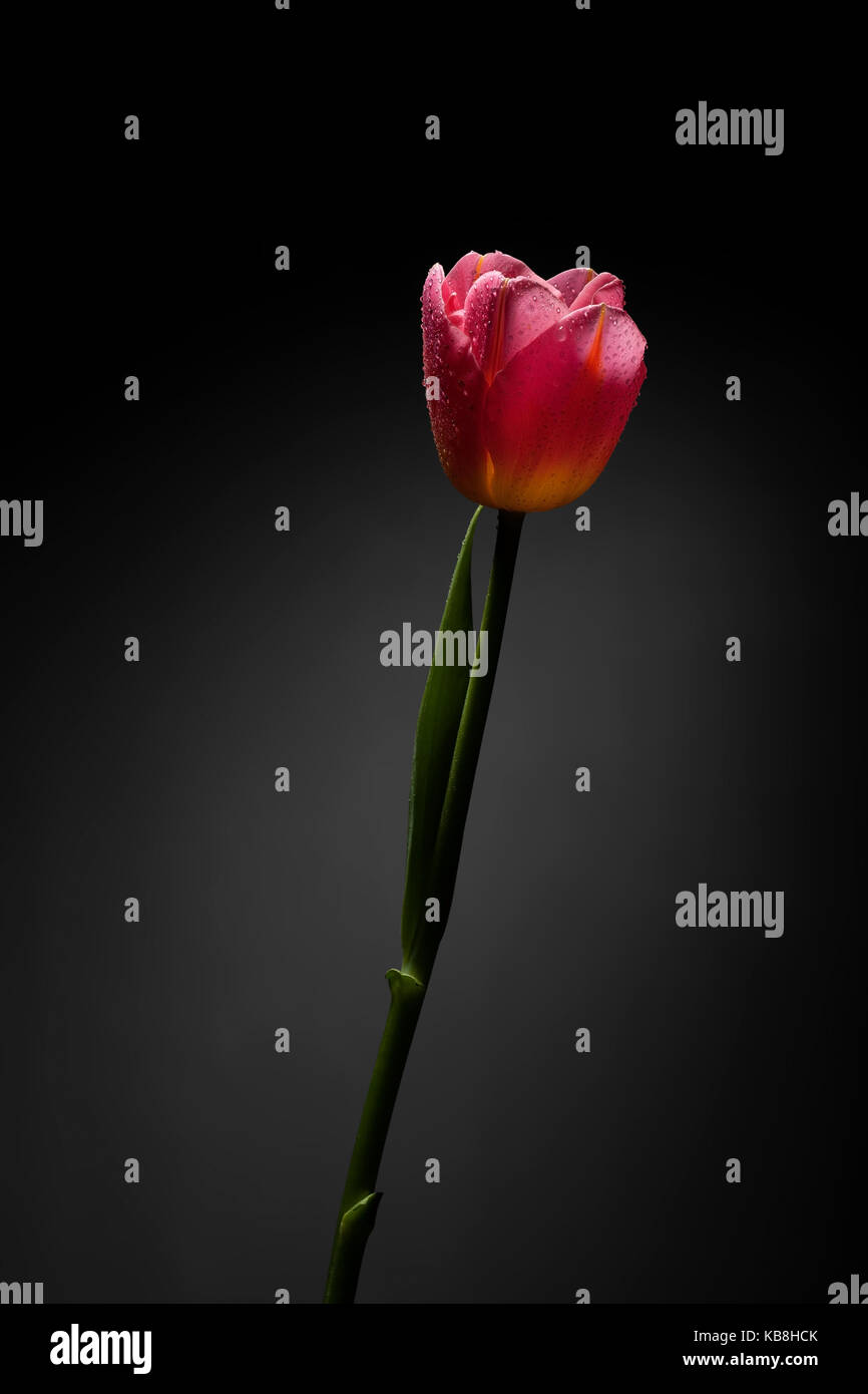 Herrliche Tulpe Blume auf schwarzem Hintergrund Stockfoto