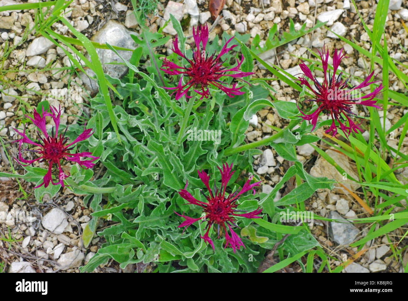 Eine wildflower aus der Gattung centaurea, die knapweeds, Familie Asteraceae (compositae) Stockfoto