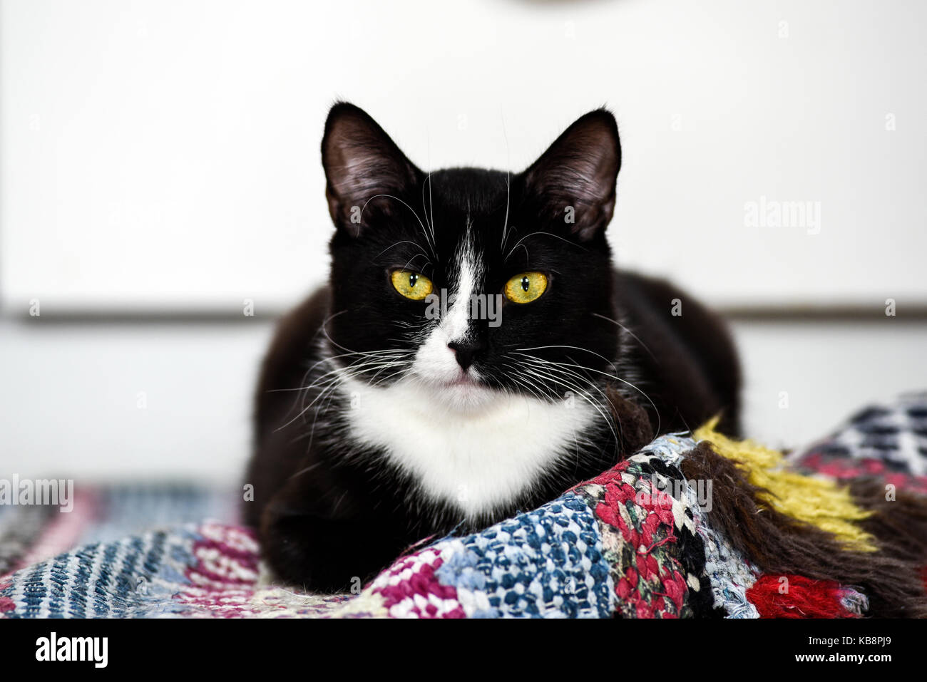 Junge schwarze Katze zu Hause liegen, süß und schön. Stockfoto