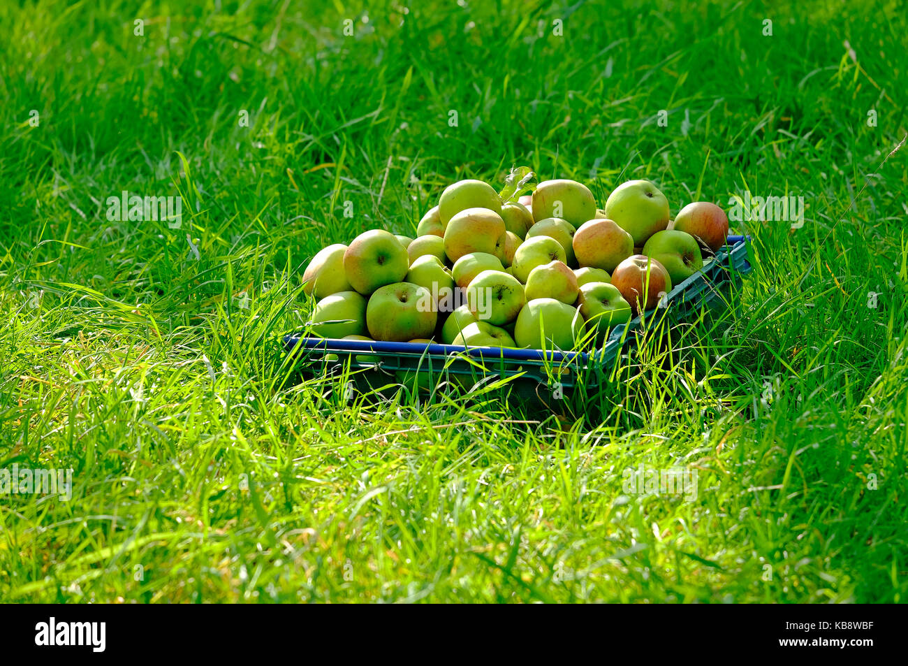Geerntet werden die Äpfel im Obstgarten, Norfolk, England Stockfoto