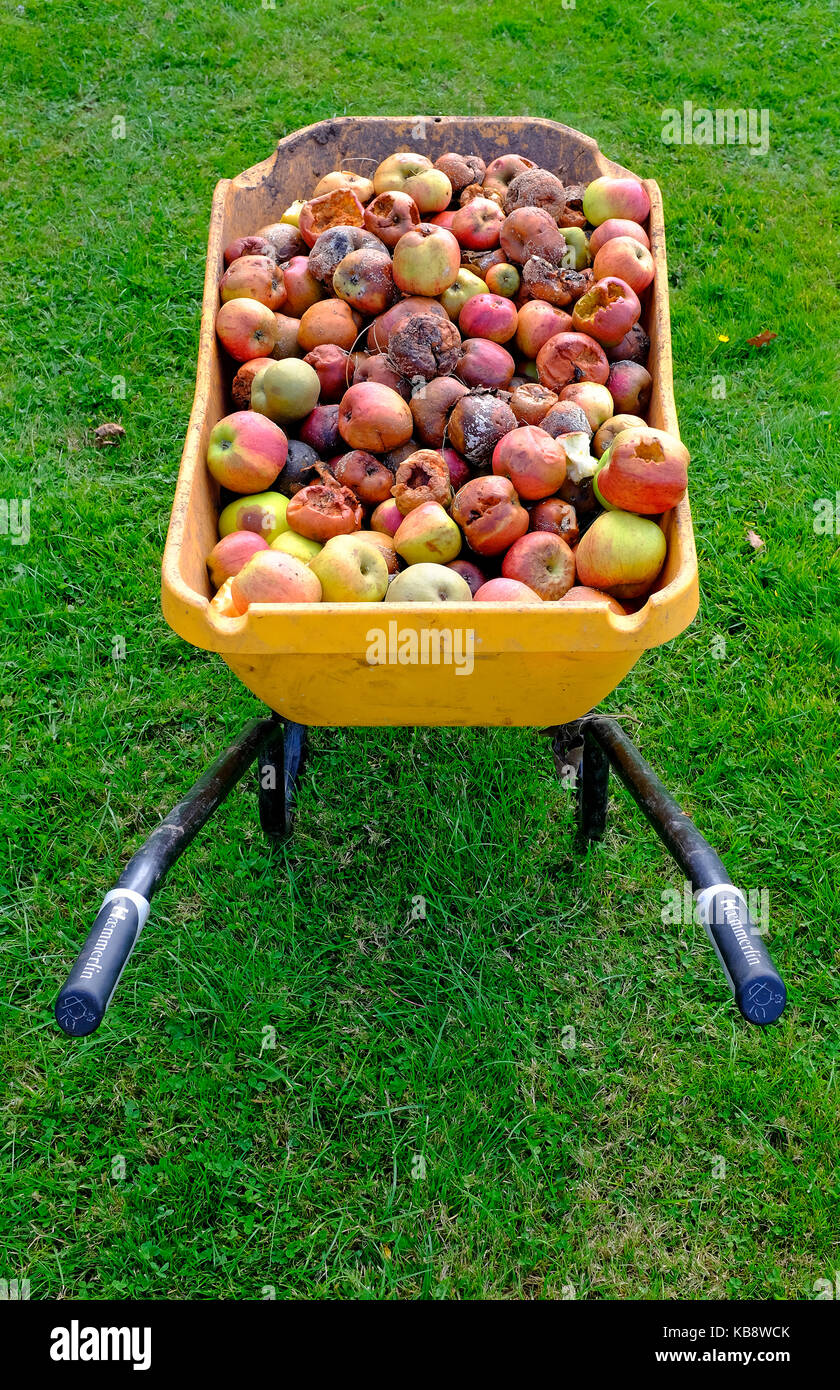 Fäulnis morsch windfall Äpfel Stockfoto