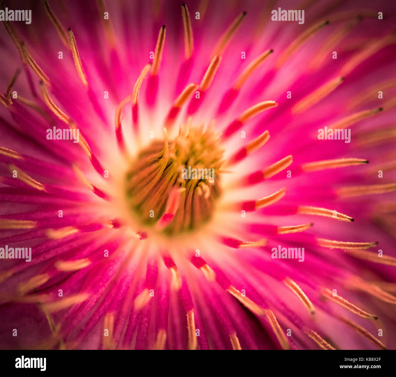 Ein Makro Blume Abstract in Farbe. Stockfoto