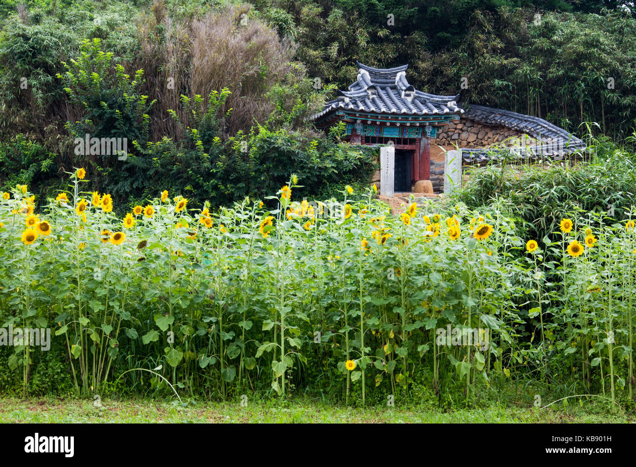 Wanggok Dorf, traditionelle Architektur historische Dorf im Landkreis Goseong, Südkorea Stockfoto