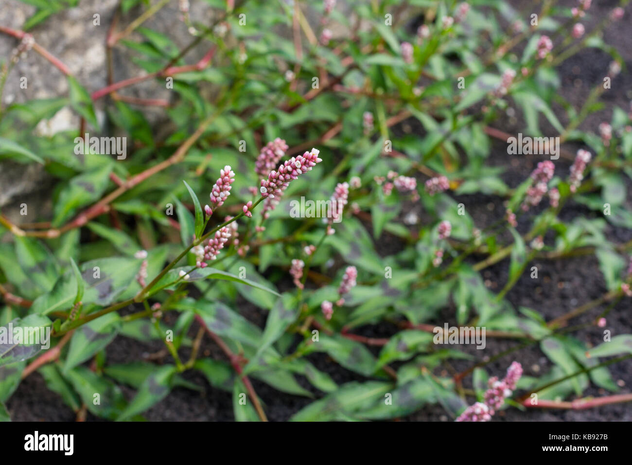 Wasserläufer, Persicaria Maculosa, Unkraut im Sommer wächst, Vereinigtes Königreich Stockfoto