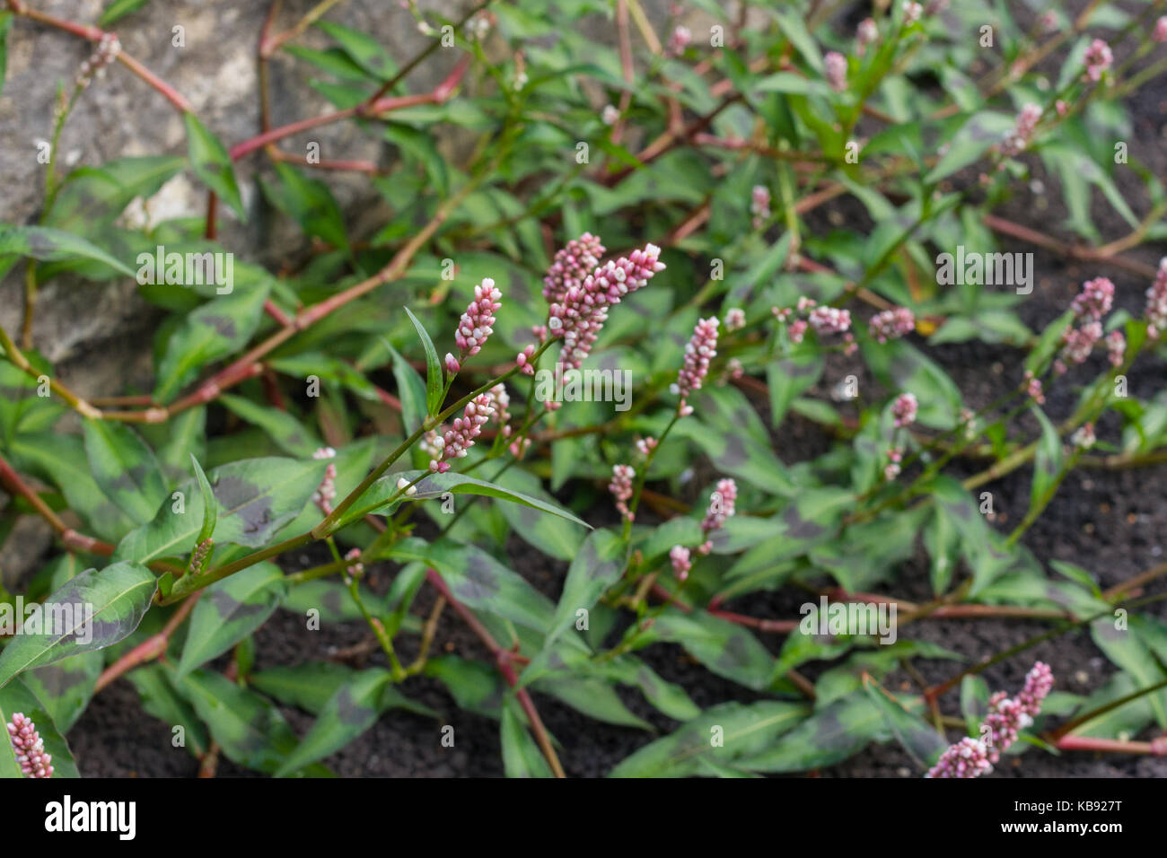 Wasserläufer, Persicaria Maculosa, Unkraut im Sommer wächst, Vereinigtes Königreich Stockfoto