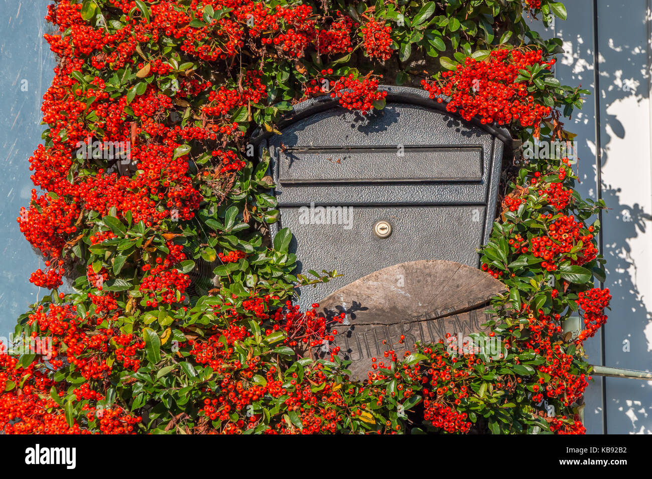 Herbst Farbe, leuchtend roten Beeren auf einem holzbär (firethorn) Pflanze um einen Briefkasten, September 2017 Stockfoto