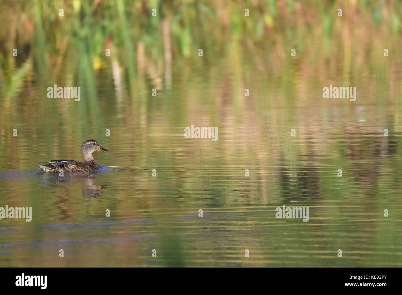 Ente, Stockente, weiblich Schwimmen im Teich Stockfoto