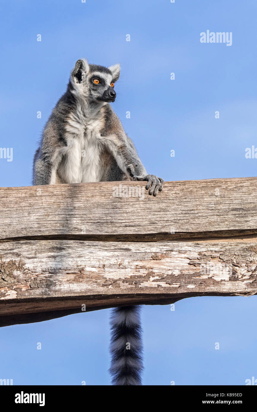 Portrait von Ring-tailed Lemur (Lemur catta) sitzen auf Gebäude aus Holz, beheimatet in Madagaskar Stockfoto