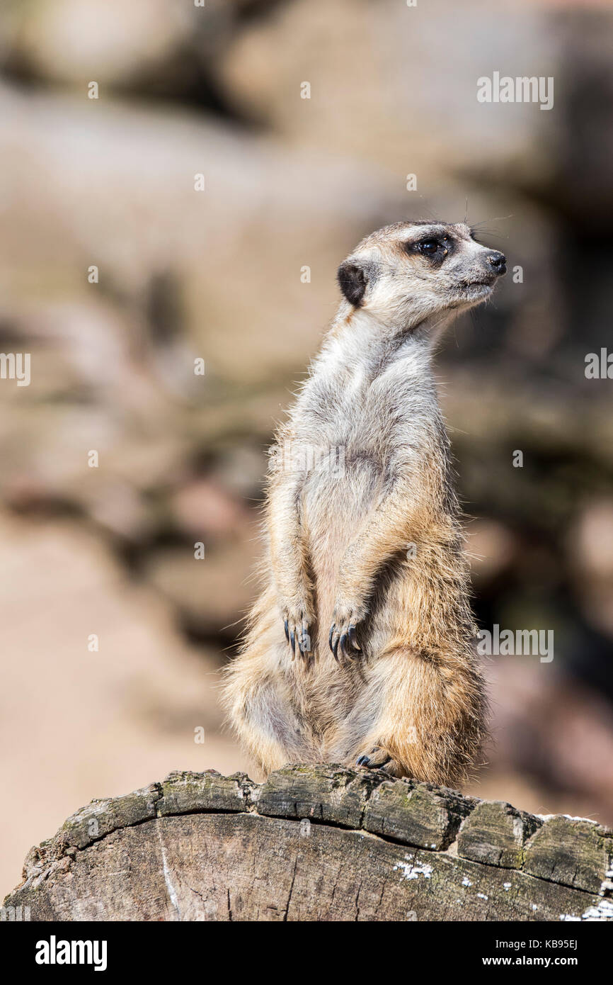 Meerkat/Erdmännchen (Suricata suricatta) auf der Suche, die als Wachposten aufpassen für Gefahr Stockfoto