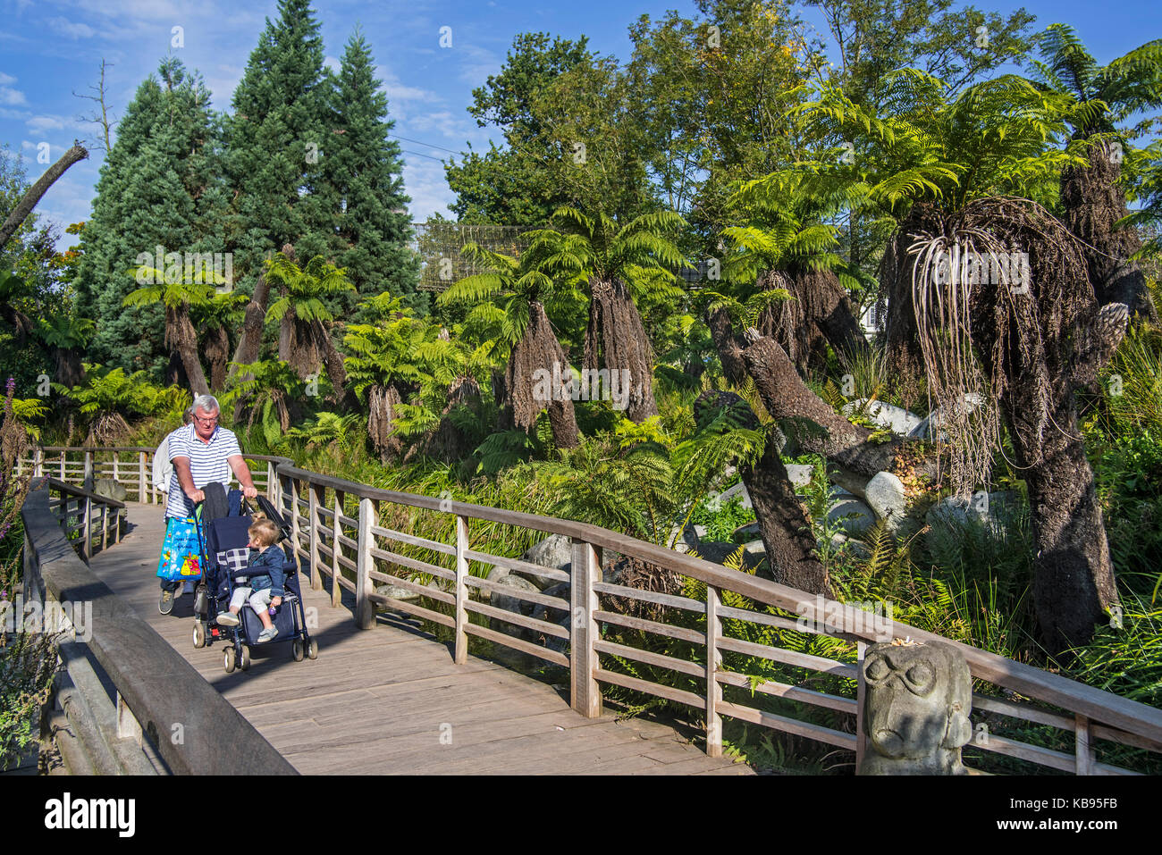 Besucher auf Gehweg Vorbeilaufen soft Baumfarne/man Farne in Australien in Pairi Daiza, Zoo und Botanischen Garten in Brugelette, Belgien Stockfoto