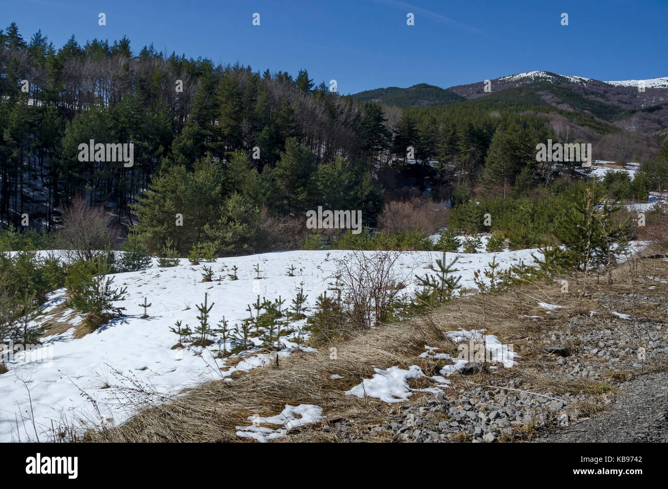 Magnetische winter Szene auf Mischwald in Berg Vitosha, Bulgariens Stockfoto