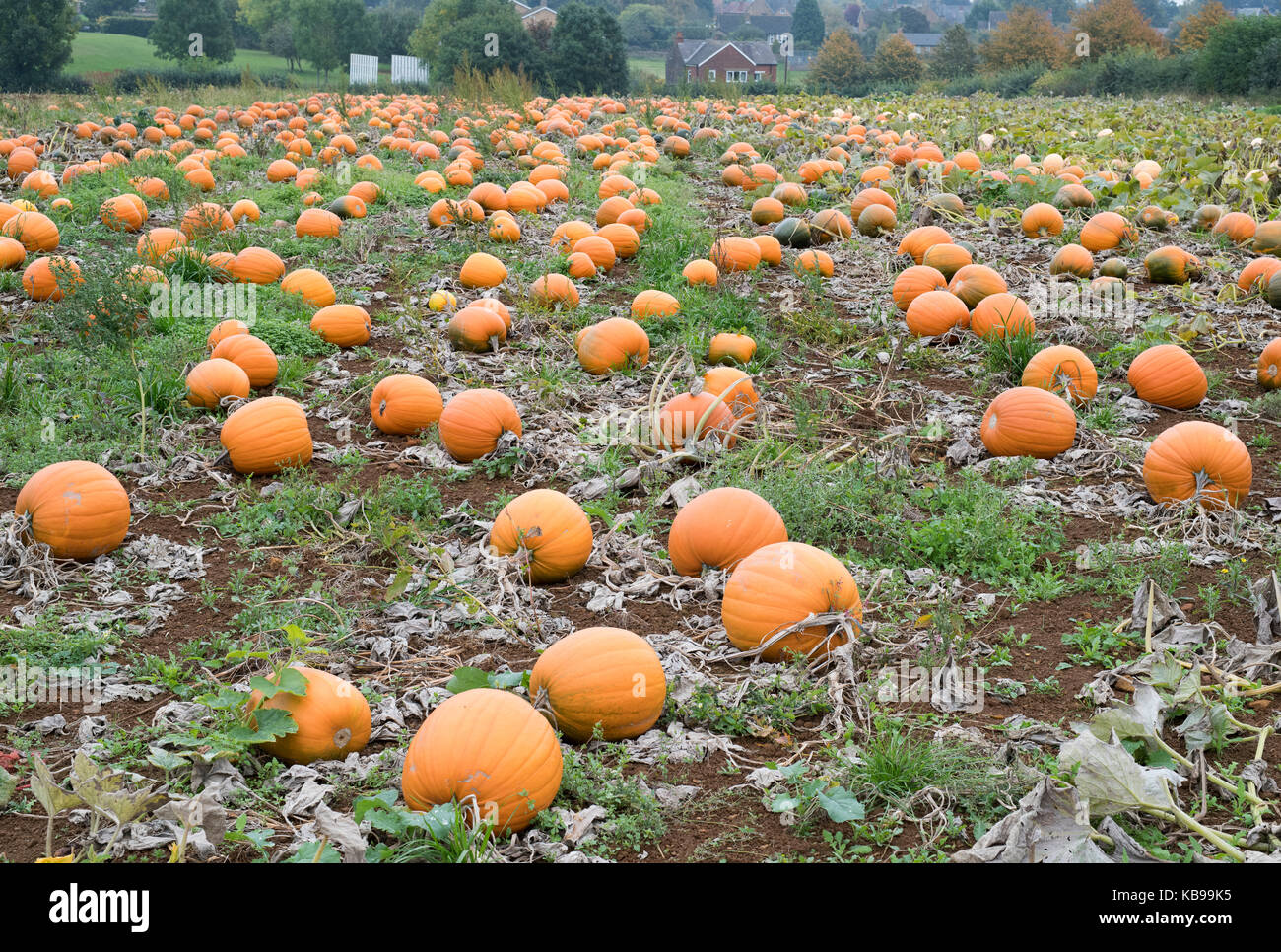 Kürbisse wachsen in einem Bauern Feld. Bodicote, Oxfordshire, England Stockfoto