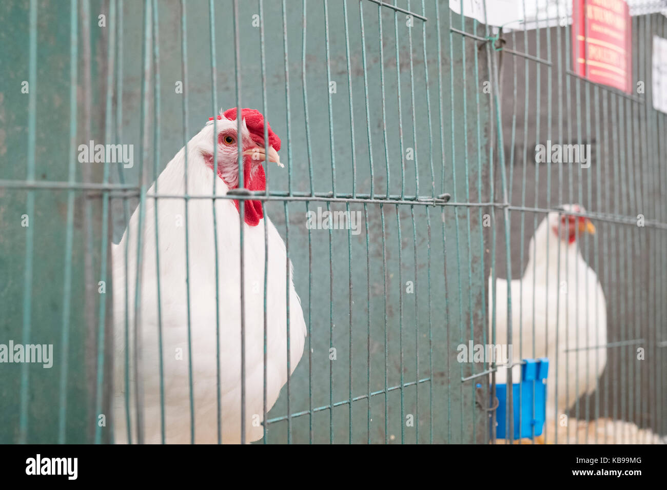Weiß wyandotte Hühner in Käfigen bei Malvern Herbst Show gezeigt wird. Worcestershire, Großbritannien Stockfoto
