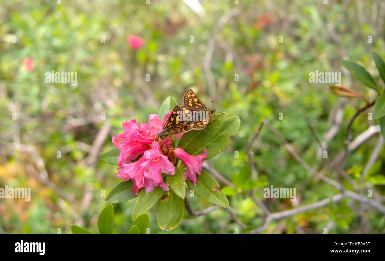 Schmetterling Umarmung Stockfoto