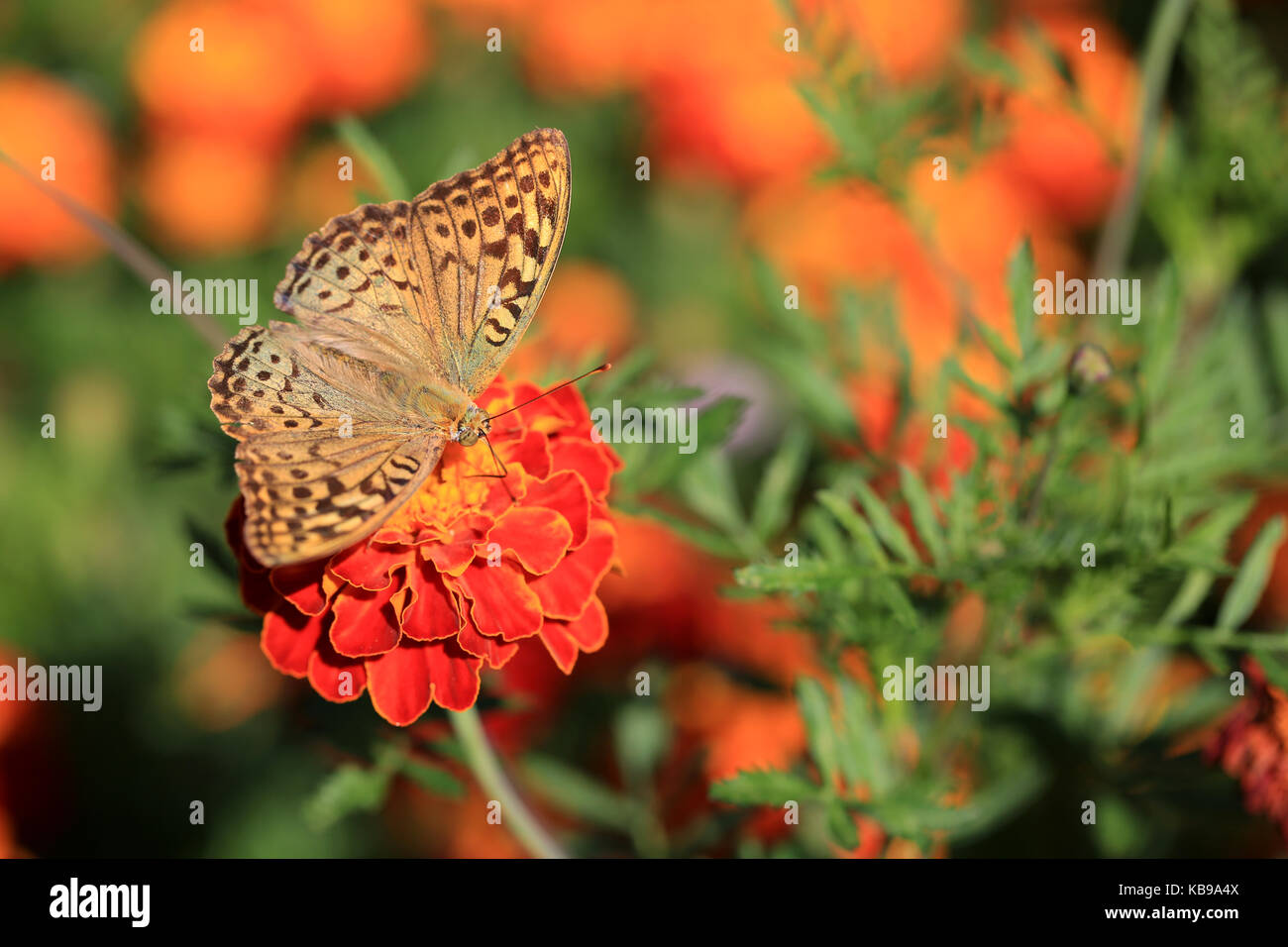 Schöner Schmetterling auf einer Ringelblume Blume Stockfoto