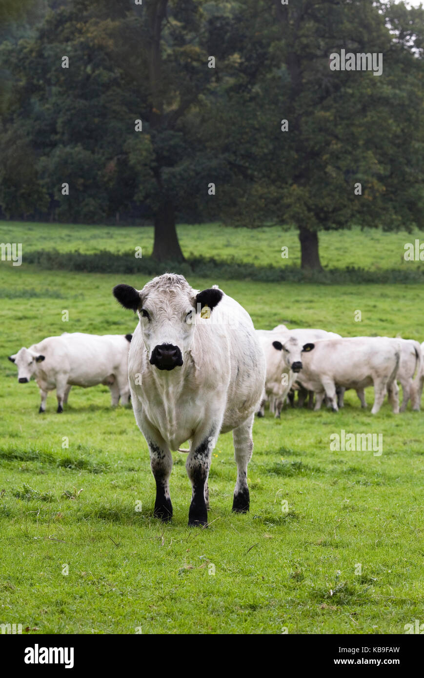 Bos taurus. Britische weiße Rinder in der englischen Landschaft. Stockfoto