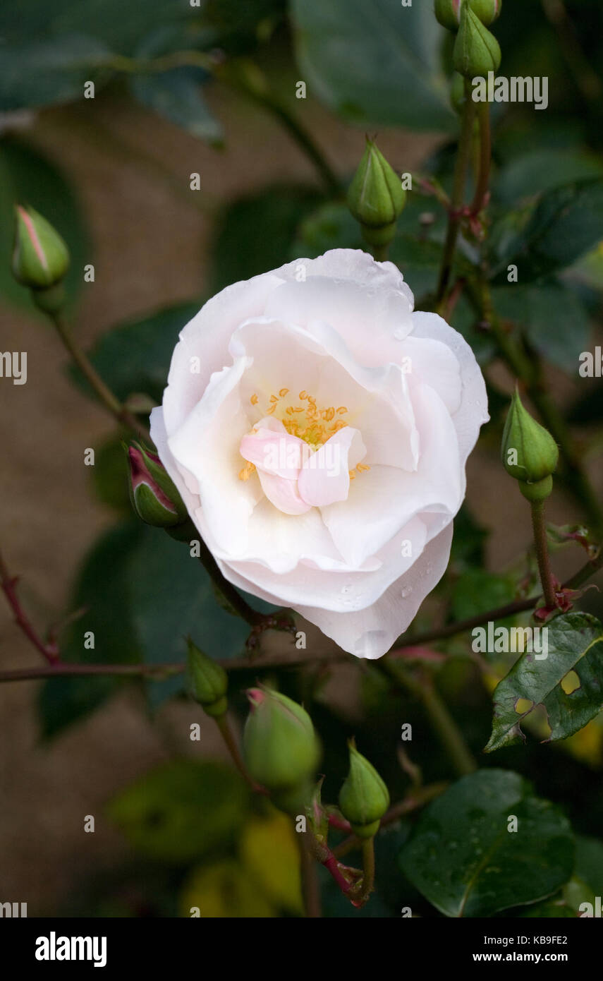 Rosa 'Blush Noisette' Blume. Stockfoto