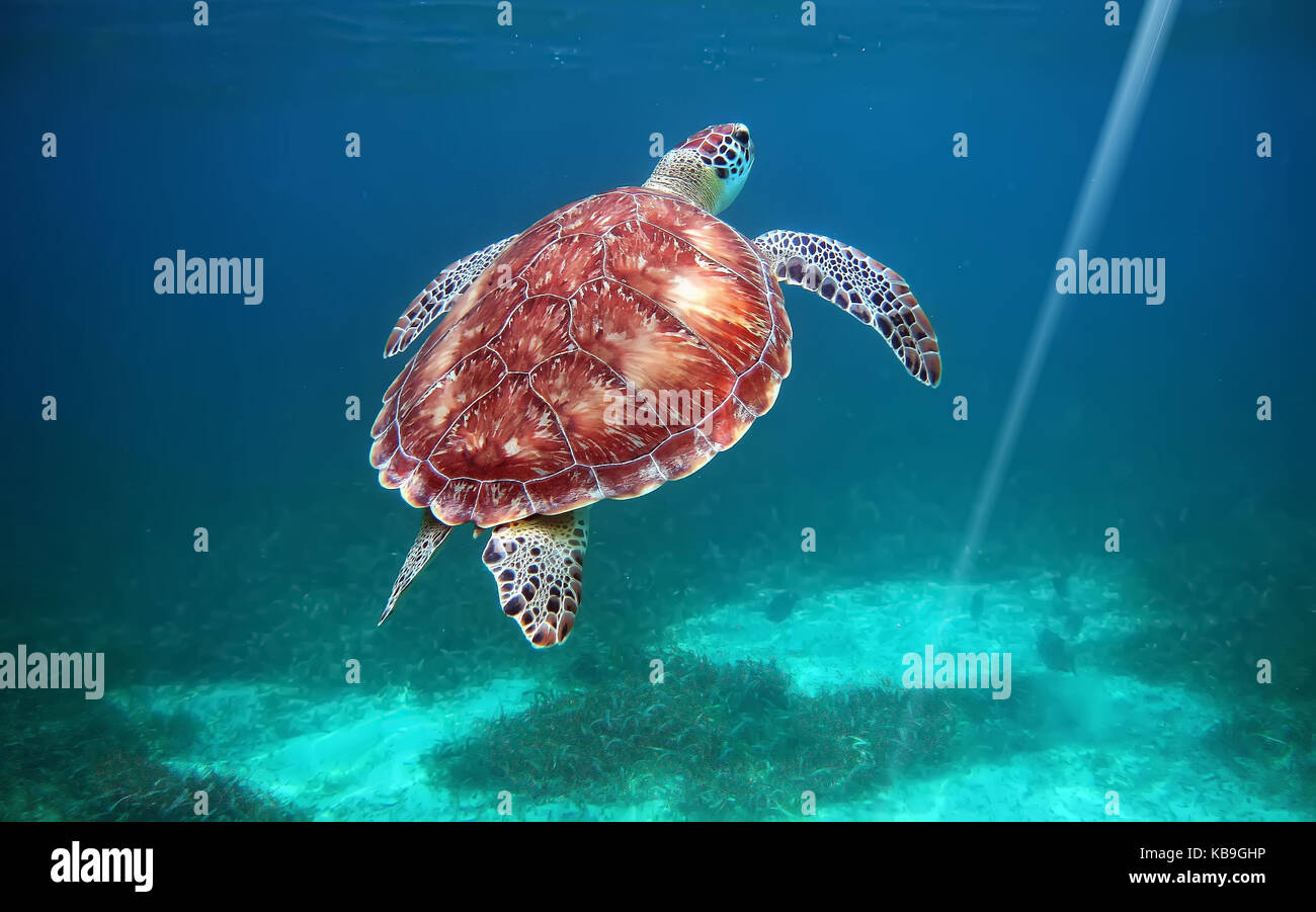 Hol Chan Nationalpark, Belize, Tauchen mit Schildkröten Stockfoto